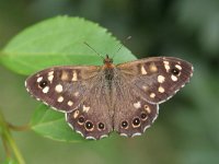 Pararge aegeria 21, Bont zandoogje, Saxifraga-Jaap Schelvis