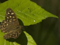 Pararge aegeria 37, Bont zandoogje, Saxifraga-Jan van der Straaten