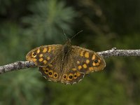 Pararge aegeria 38, Bont zandoogje, Saxifraga-Jan van der Straaten