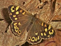 097_08, Bont zandoogje : Pararge aegeria, Speckled Wood, Bont zandoogje