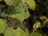 Pararge aegeria 41, Bont zandoogje, Saxifraga-Jan van der Straaten