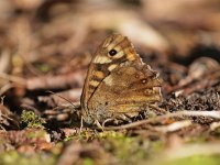 Bont zandoogje drinkt mineralen  Bont zandoogje drinkt mineralen op de bosbodem : Bont, Bont zandoogje, Pararge aegeria, algemeen, algemene, biotoop, bos, bosbodem, bosrand, bruin, close up, dier, fauna, insect, macro, natuur, natuurlijk, natuurlijke, omgeving, vlinder, zandoogje