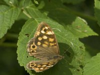 Pararge aegeria 47, Bont zandoogje, Saxifraga-Willem van Kruijsbergen