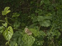 Pararge aegeria 50, Bont zandoogje, habitat, NL, Noortd-Brabant, Boxtel, De Geelders, Saxifraga-Jan van der Straaten