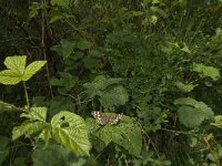 Pararge aegeria 54, Bont zandoogje, habitat, NL, Noord-Brabant, Oirschot, De Mortelen, Saxifraga-Jan van der Straaten