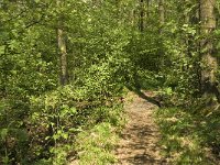 Pararge aegeria 55, Bont zandoogje, habitat, NL, Noortd-Brabant, Boxtel, De Geelders, Saxifraga-Jan van der Straaten