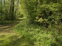 Pararge aegeria 56, Bont zandoogje, habitat, NL, Noortd-Brabant, Best, De Scheeken, Saxifraga-Jan van der Straaten