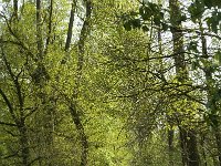 Pararge aegeria 60, Bont zandoogje, habitat, NL, Noortd-Brabant, Best, De Scheeken, Saxifraga-Jan van der Straaten