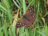 Pararge aegeria 63, Bont zandoogje, Saxifraga-Hans Dekker