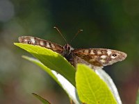 Pararge aegeria 64, Bont zandoogje, Saxifraga-Hans Dekker