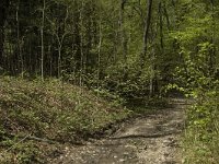 Pararge aegeria 7, Bont zandoogje, habitat, F, Isere, Saint Paul-les Monestier, Saxifraga-Marijke Verhagen