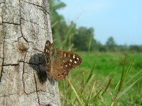 Pararge aegeria 74, Bont zandoogje, Saxifraga-Ed Stikvoort