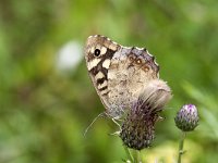 Bont zandoogje  Pararge aegeria on thistle. : Natural beauty