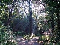 Pararge aegeria 8, Bont zandoogje, habitat, Vlinderstichting-Henk Bosma