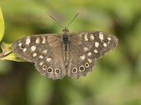 Pararge aegeria 80, Bont zandoogje, Saxifraga-Willem van Kruijsbergen