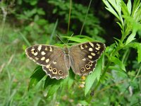 Pararge aegeria ssp tircis 23, Bont zandoogje, female, Vlinderstichting-Henk Bosma