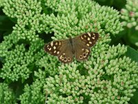 Pararge aegeria ssp tircis 24, Bont zandoogje, female, Vlinderstichting-Henk Bosma