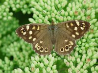 Pararge aegeria ssp tircis 25, Bont zandoogje, female, Vlinderstichting-Henk Bosma