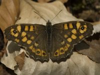 Pararge aegeria ssp tircis 26, Bont zandoogje, male, Saxifraga-Marijke Verhagen