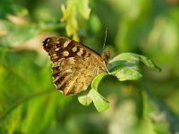 Pararge aegeria ssp tircis 31, Bont zandoogje, Vlinderstichting-Henk Bosma