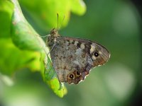 Pararge aegeria ssp tircis 34, Bont zandoogje, Vlinderstichting-Henk Bosma