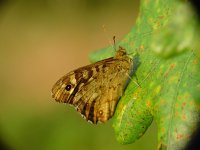 Pararge aegeria ssp tircis 35, Bont zandoogje, Vlinderstichting-Henk Bosma