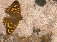 Pararge xiphia 6, Madeira bont zandoogje, Saxifraga-Pim Tiemens