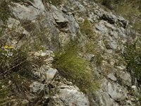 Parnassius apollo 12, Apollovlinder, habitat, F, Drome, Treschenu Creyers, Col de Menee, Saxifraga-Marijke Verhagen