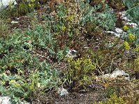 Parnassius apollo 14, Apollovlinder, habitat, F. Isere, Gresse-en-Vercors, Somme Longue, Saxifraga-Marijke Verhagen