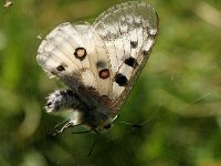 Parnassius apollo 17, Apollovlinder, Saxifraga-Jan C. van der Straaten