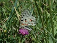 Parnassius apollo 19, Apollovlinder, male, Saxifraga-Marijke Verhagen