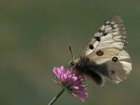 Parnassius apollo 20, Apollovlinder, male, Vlinderstichting-Harold van den Oetelaar