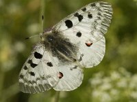 Parnassius apollo 23, Apollovlinder, male, Saxifraga-Marijke Verhagen