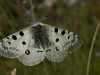 Parnassius apollo 24, Apollovlinder, male, Saxifraga-Marijke Verhagen