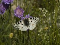 Parnassius apollo 25, Apollovlinder, male, Saxifraga-Marijke Verhagen