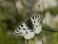 Parnassius apollo 26, Apollovlinder, male, Saxifraga-Marijke Verhagen