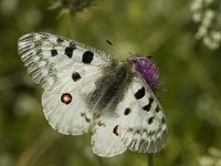 Parnassius apollo 27, Apollovlinder, male, Saxifraga-Marijke Verhagen