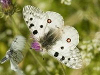 Parnassius apollo 29, Apollovlinder, male, attacked by Aporia crataegi, Saxifraga-Marijke Verhagen