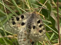 Parnassius apollo 3, Apollovlinder, Vlinderstichting-Kars Veling