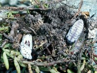 Parnassius apollo 30, Apollovlinder, pupa, Saxifraga-Frits Bink