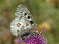 Parnassius apollo 36, Apollovlinder, Saxifraga-Jan van der Straaten