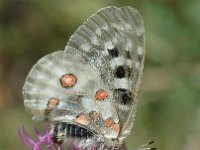 Parnassius apollo 38, Apollovlinder, Saxifraga-Jan van der Straaten