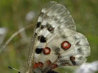 Parnassius apollo 39, Apollovlinder, Saxifraga-Jan van der Straaten