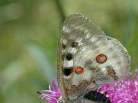 Parnassius apollo 40, Apollovlinder, Saxifraga-Jan van der Straaten