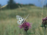 Parnassius apollo 47, Apollovlinder, Vlinderstichting-Kars veling