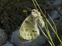 Parnassius apollo 5, Apollovlinder, ex pupa, Saxifraga-Jan van der Straaten