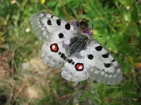 Parnassius apollo 52, Apollovlinder, Saxifraga-Arthur van Dijk