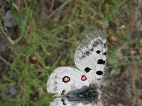 Parnassius apollo 54, Apollovlinder, Saxifraga-Arthur van Dijk