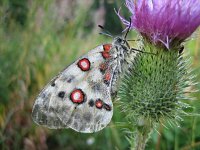 Parnassius apollo 55, Apollovlinder, Saxifraga-Arthur van Dijk