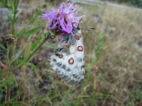 Parnassius apollo 56, Apollovlinder, Saxifraga-Arthur van Dijk